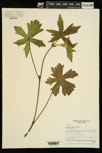 Callirhoe bushii image