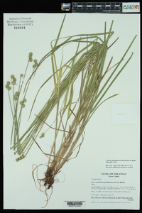 Carex molestiformis image