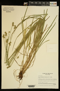 Carex molestiformis image