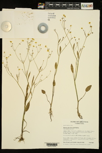 Ranunculus laxicaulis image