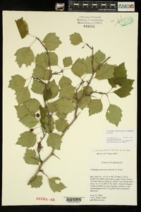 Crataegus pruinosa image