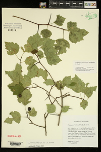 Crataegus pruinosa image