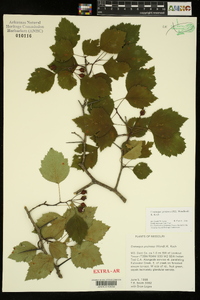 Crataegus pruinosa image