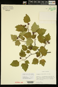 Crataegus pruinosa image