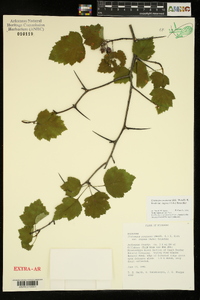 Crataegus pruinosa var. rugosa image