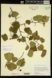 Crataegus pruinosa image