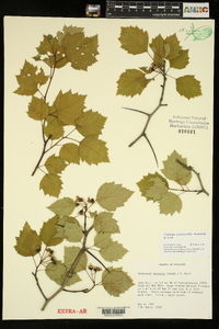 Crataegus pruinosa image