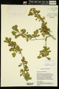 Crataegus spathulata image