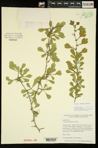 Crataegus spathulata image