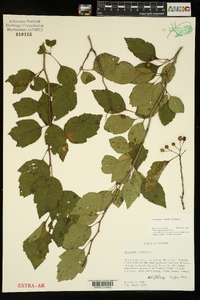 Crataegus viridis image