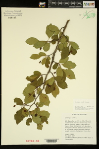 Crataegus viridis image