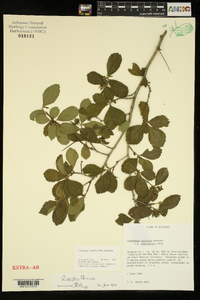 Crataegus uniflora image