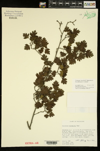 Crataegus marshallii image