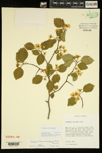 Crataegus intricata image