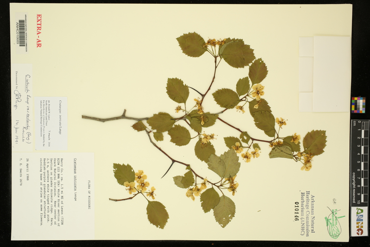 Crataegus intricata image