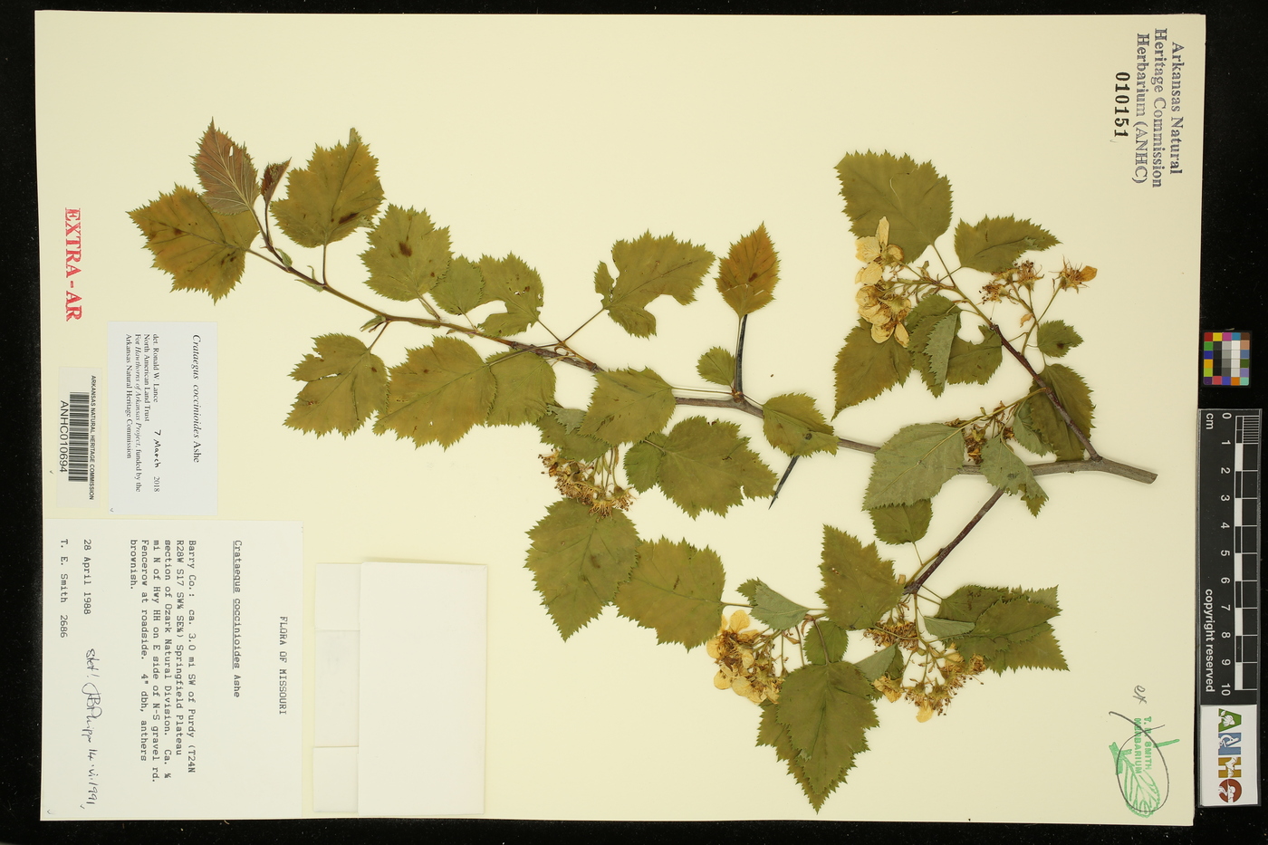 Crataegus coccinioides image