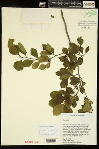 Crataegus collina image