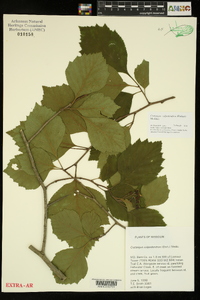 Crataegus calpodendron image