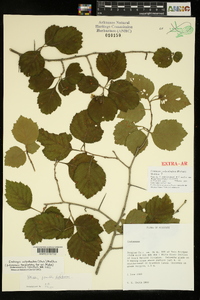 Crataegus calpodendron image