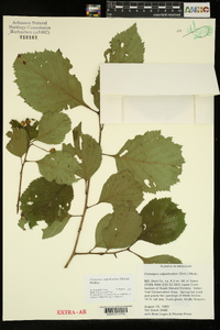 Crataegus calpodendron image