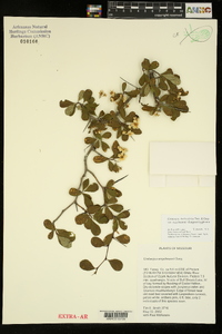 Crataegus berberifolia var. engelmannii image