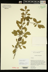 Crataegus crus-galli var. pyracanthifolia image