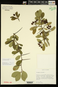 Crataegus crus-galli var. pyracanthifolia image