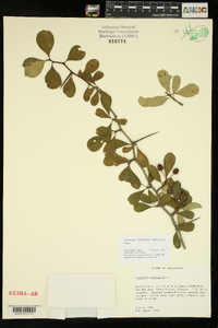 Crataegus berberifolia image