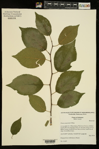 Prunus mexicana image