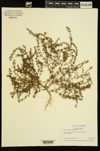 Leucospora multifida image