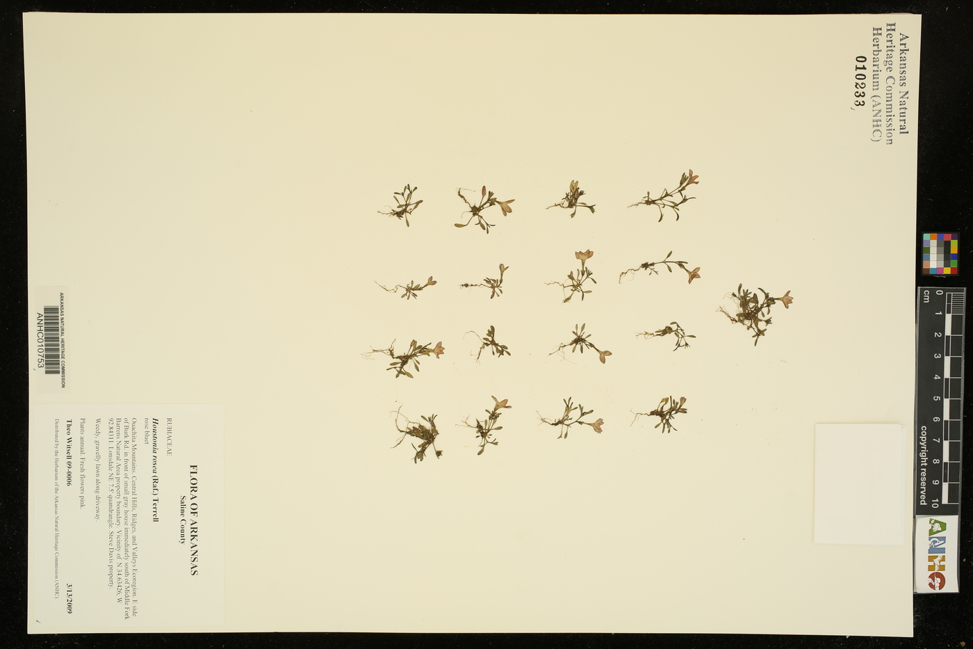 Houstonia rosea image