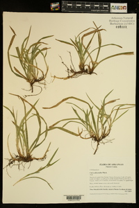 Carex abscondita image