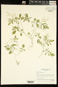 Cardamine debilis image