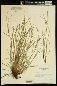 Carex bulbostylis image