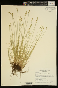 Carex texensis image