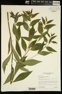 Lithospermum latifolium image