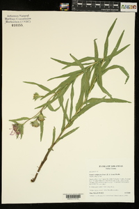 Liatris compacta image