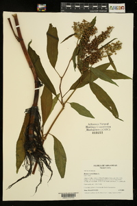 Rumex verticillatus image