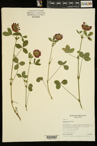 Trifolium reflexum image