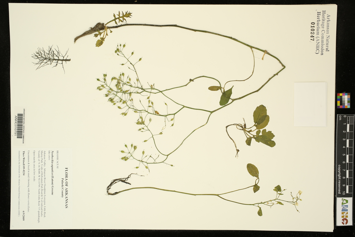 Neobeckia aquatica image