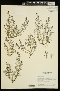 Galium parisiense image