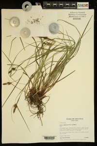 Carex complanata image