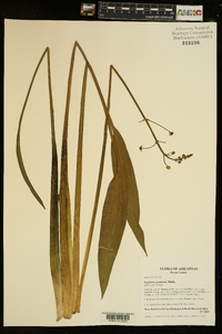 Sagittaria graminea image