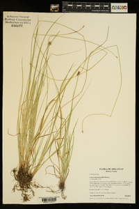 Carex leavenworthii image