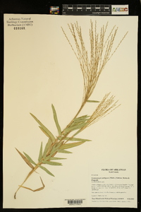 Gymnopogon ambiguus image