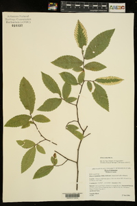 Ulmus alata image