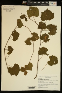 Vitis rotundifolia image