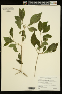 Forestiera acuminata image