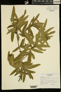 Quercus phellos image