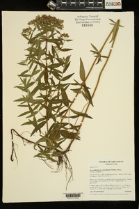 Pycnanthemum verticillatum image